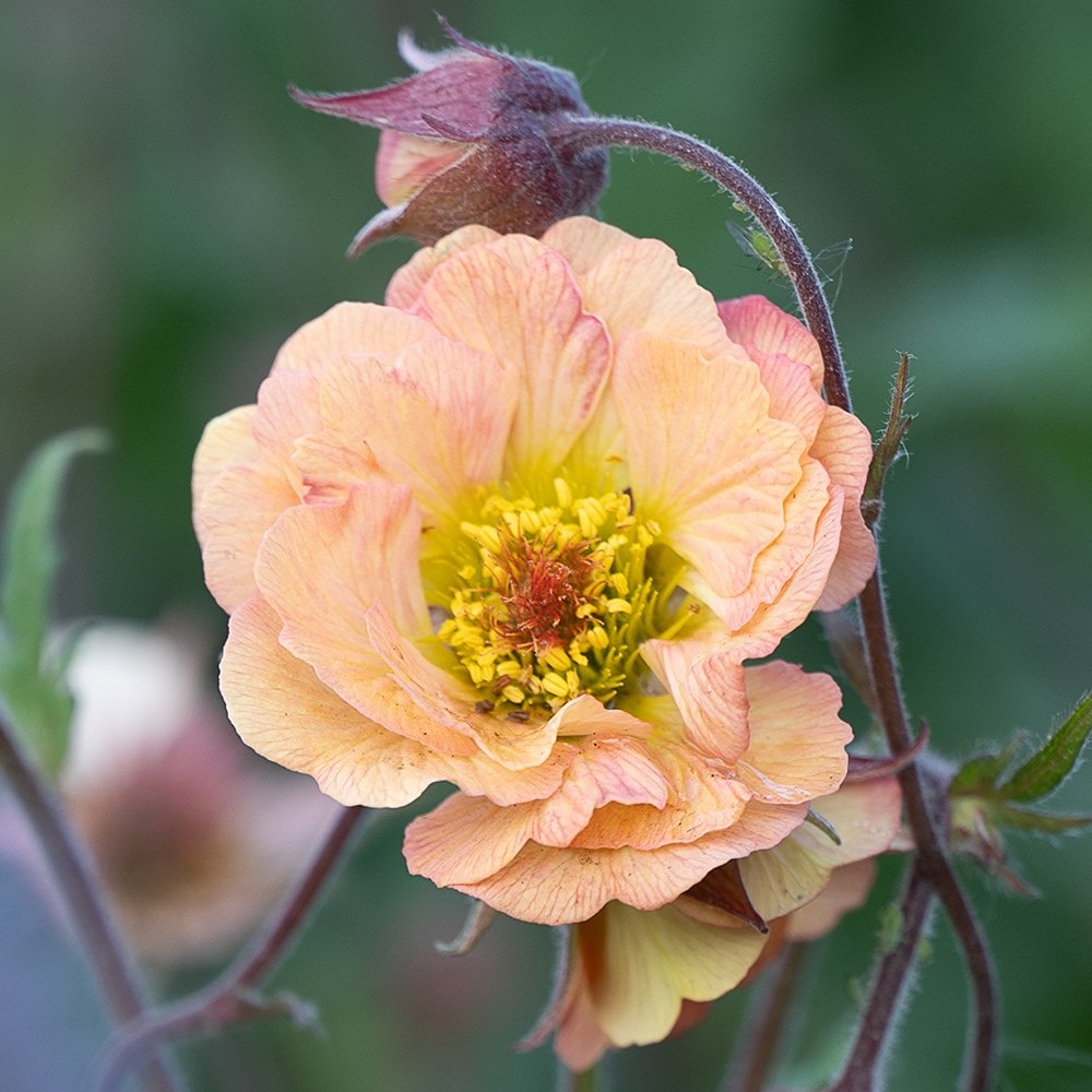 <i>Geum</i> 'Mai Tai' (PBR) (Cocktail Series)
