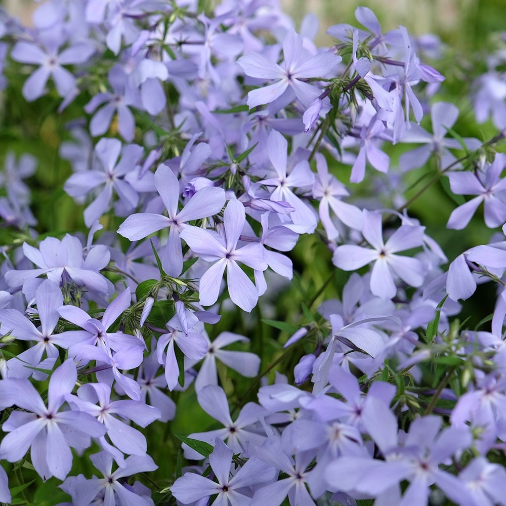 <i>Phlox divaricata</i> 'Clouds of Perfume'