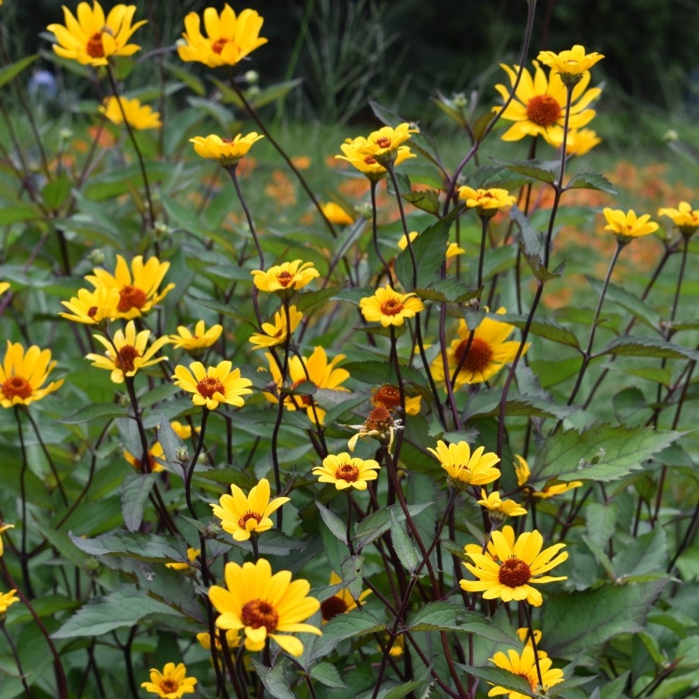 <i>Heliopsis helianthoides</i> var. <i>scabra</i> 'Summer Nights'