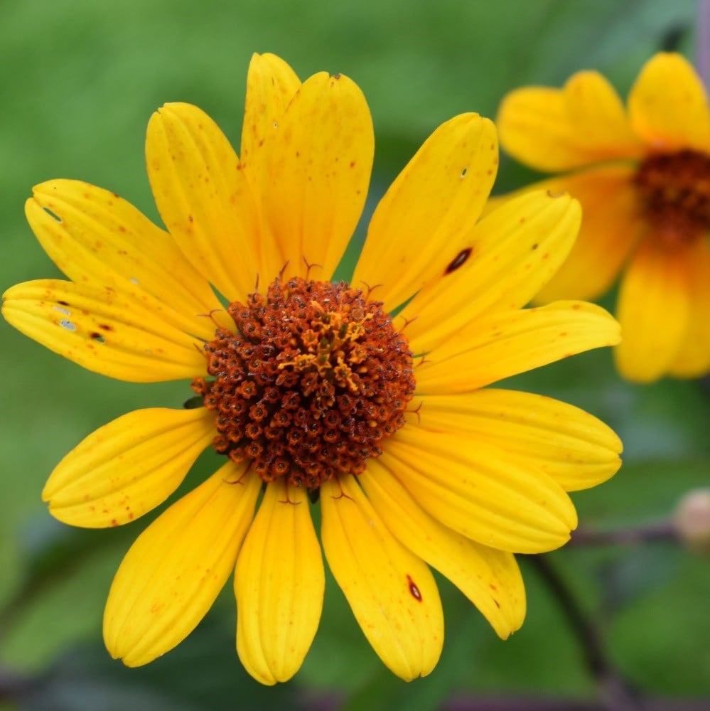 <i>Heliopsis helianthoides</i> var. <i>scabra</i> 'Summer Nights'