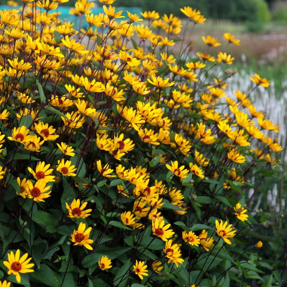 <i>Heliopsis helianthoides</i> var. <i>scabra</i> 'Summer Nights'