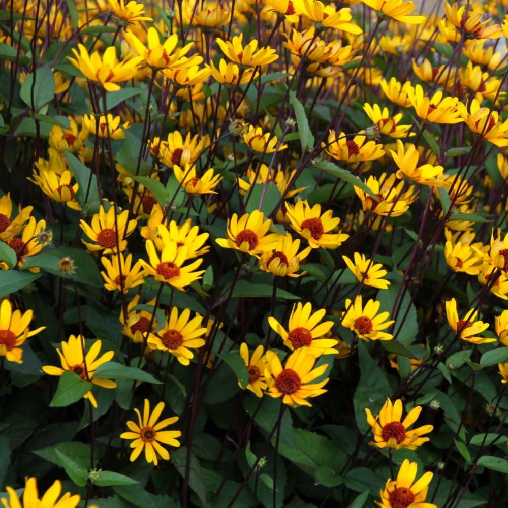 <i>Heliopsis helianthoides</i> var. <i>scabra</i> 'Summer Nights'