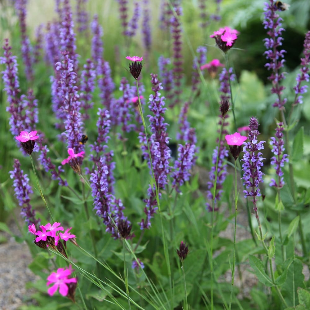 <i>Dianthus carthusianorum</i> 
