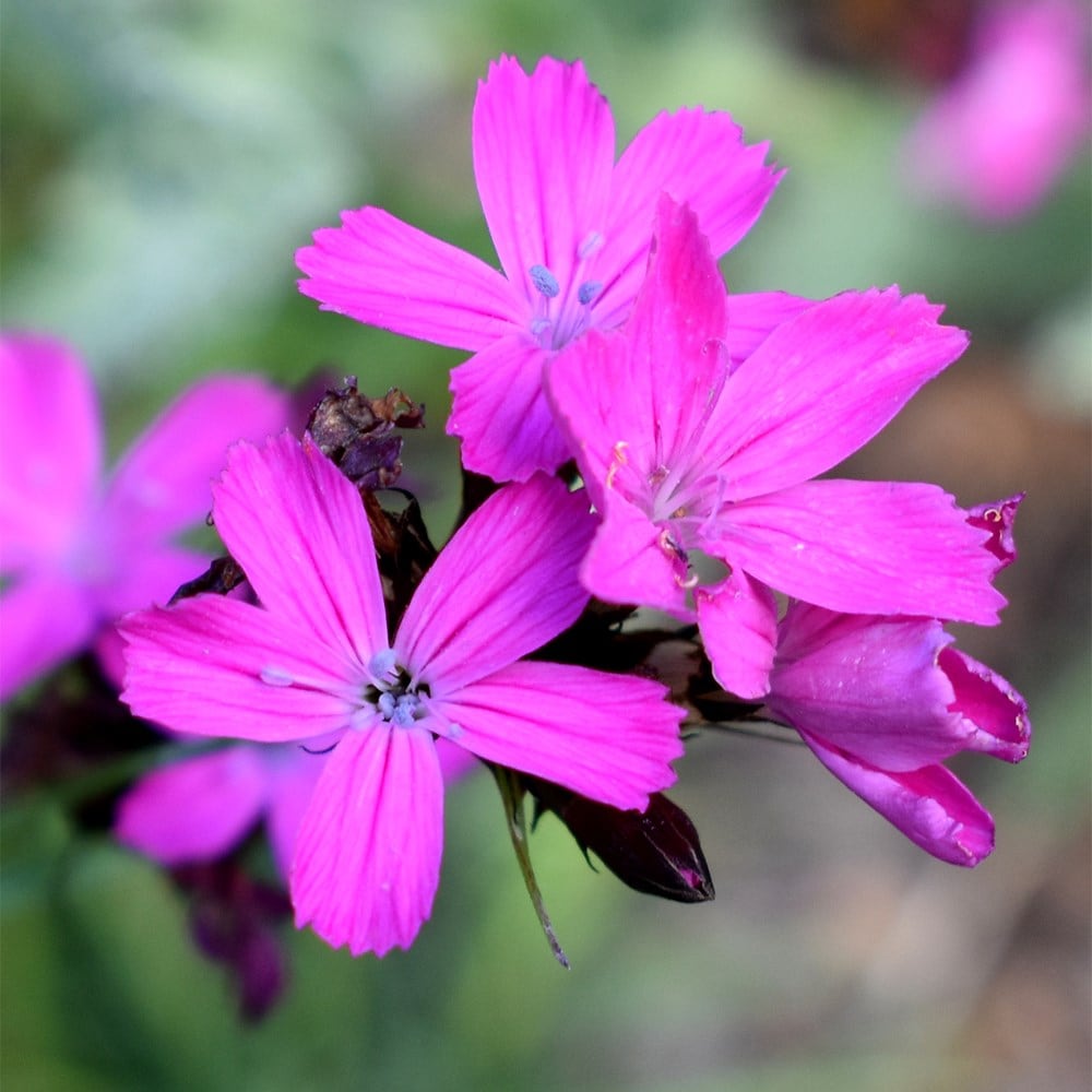 <i>Dianthus carthusianorum</i> 
