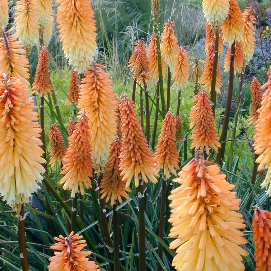 <i>Kniphofia</i> 'Tawny King'