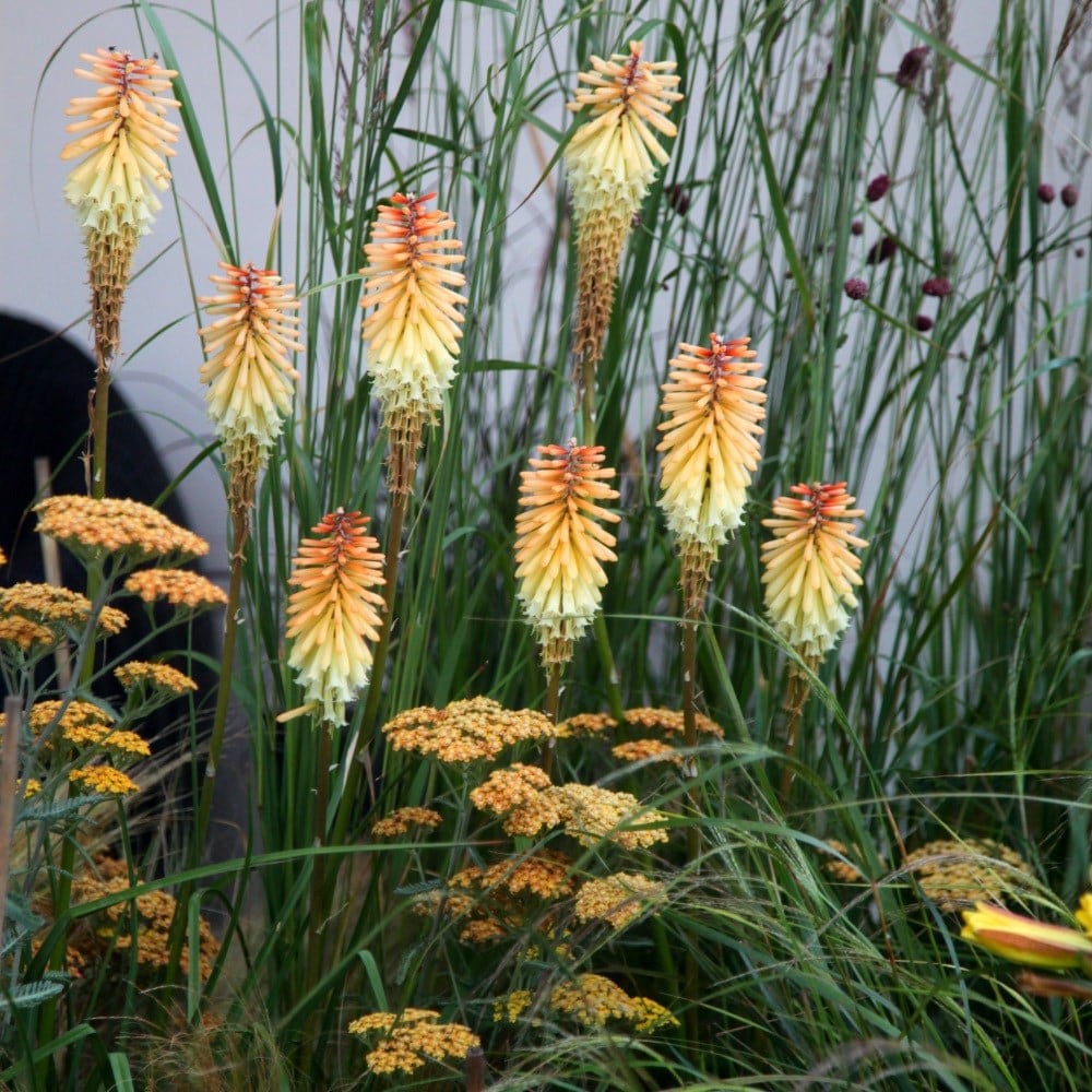 <i>Kniphofia</i> 'Tawny King'