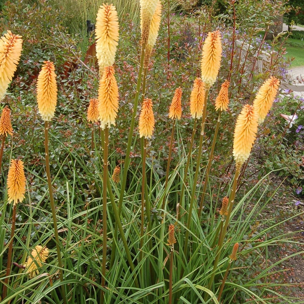 <i>Kniphofia</i> 'Tawny King'