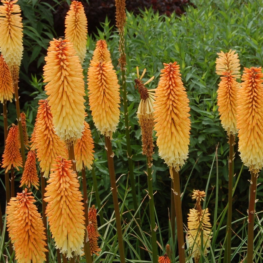 <i>Kniphofia</i> 'Tawny King'