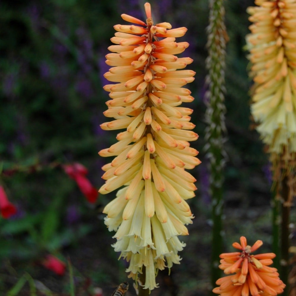 <i>Kniphofia</i> 'Tawny King'