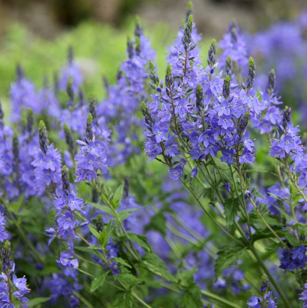 <i>Veronica</i> 'Shirley Blue'