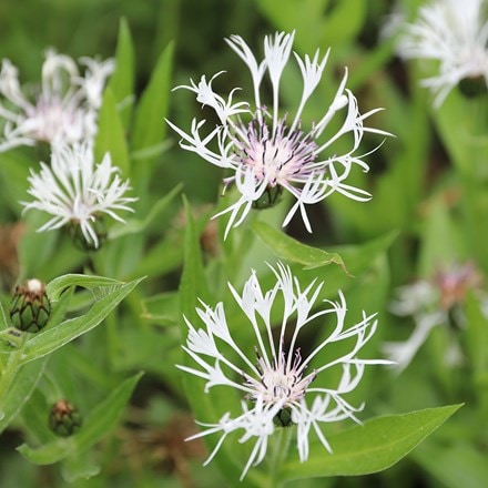 Picture of Centaurea montana Alba