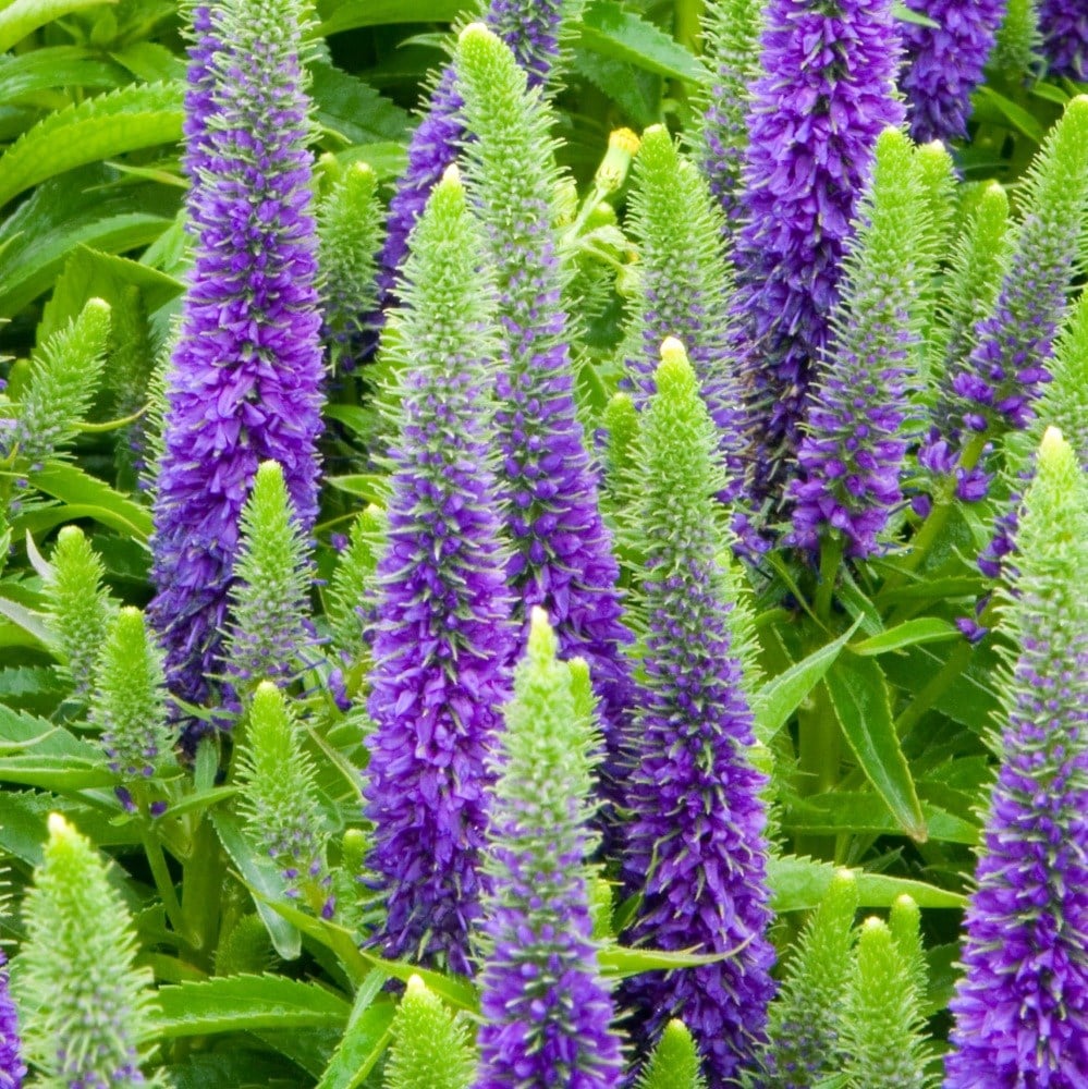 <i>Veronica spicata</i> 'Glory' (PBR)