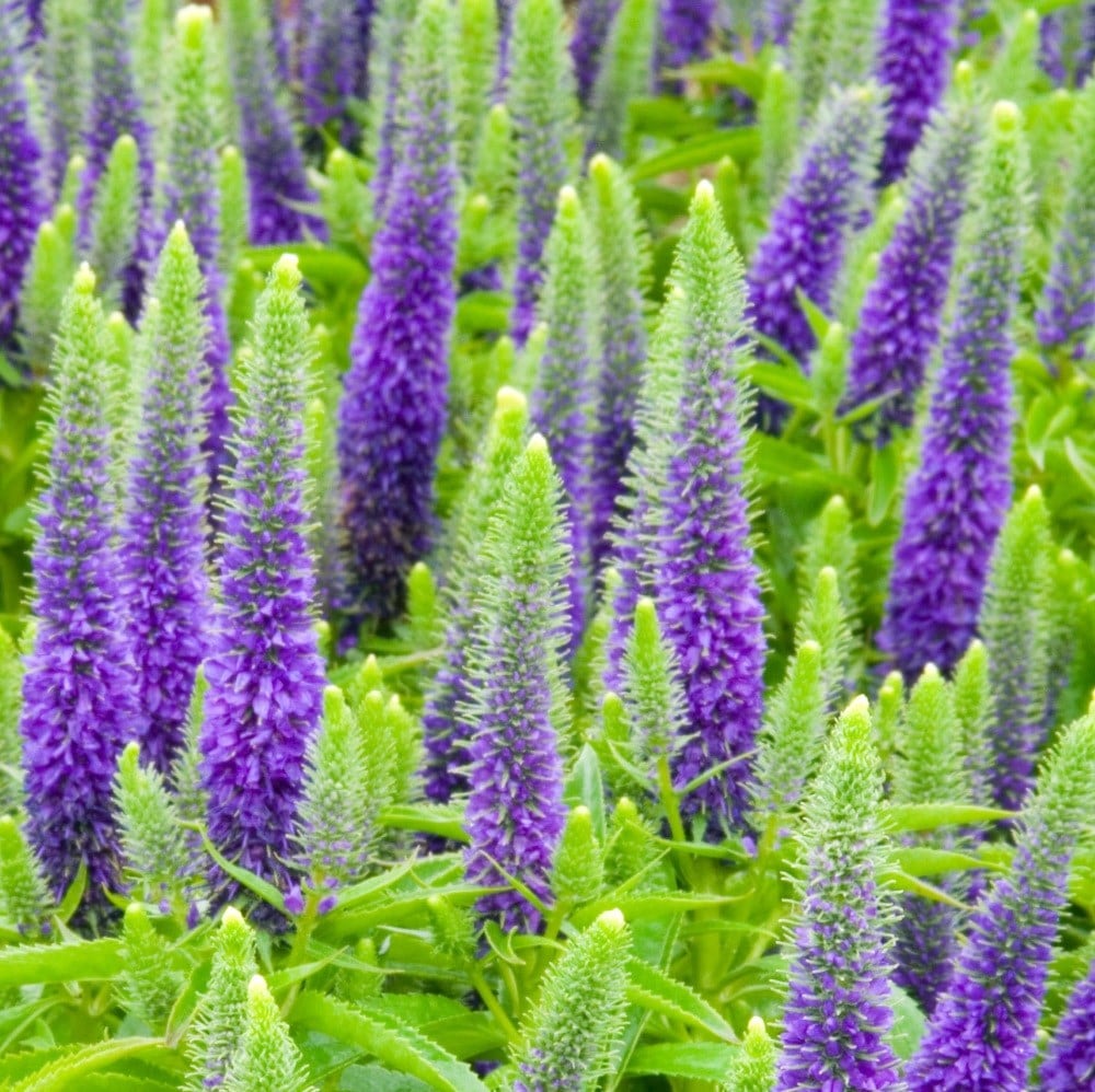 <i>Veronica spicata</i> 'Glory' (PBR)