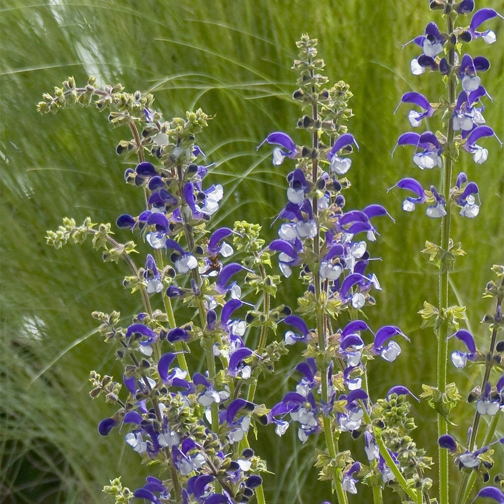 Product options image