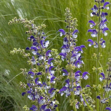 Salvia Madeline (PBR)