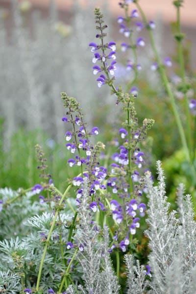 Salvia Madeline (PBR)