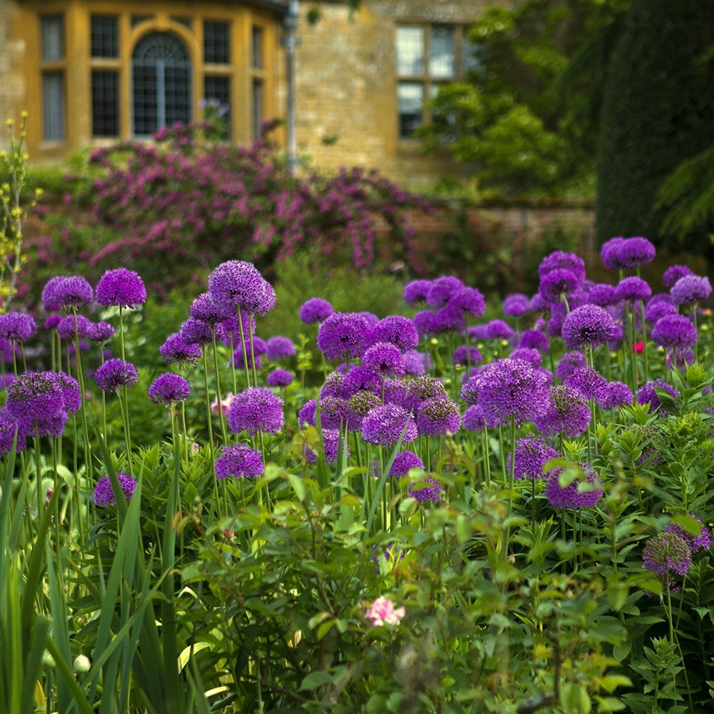 Product options image