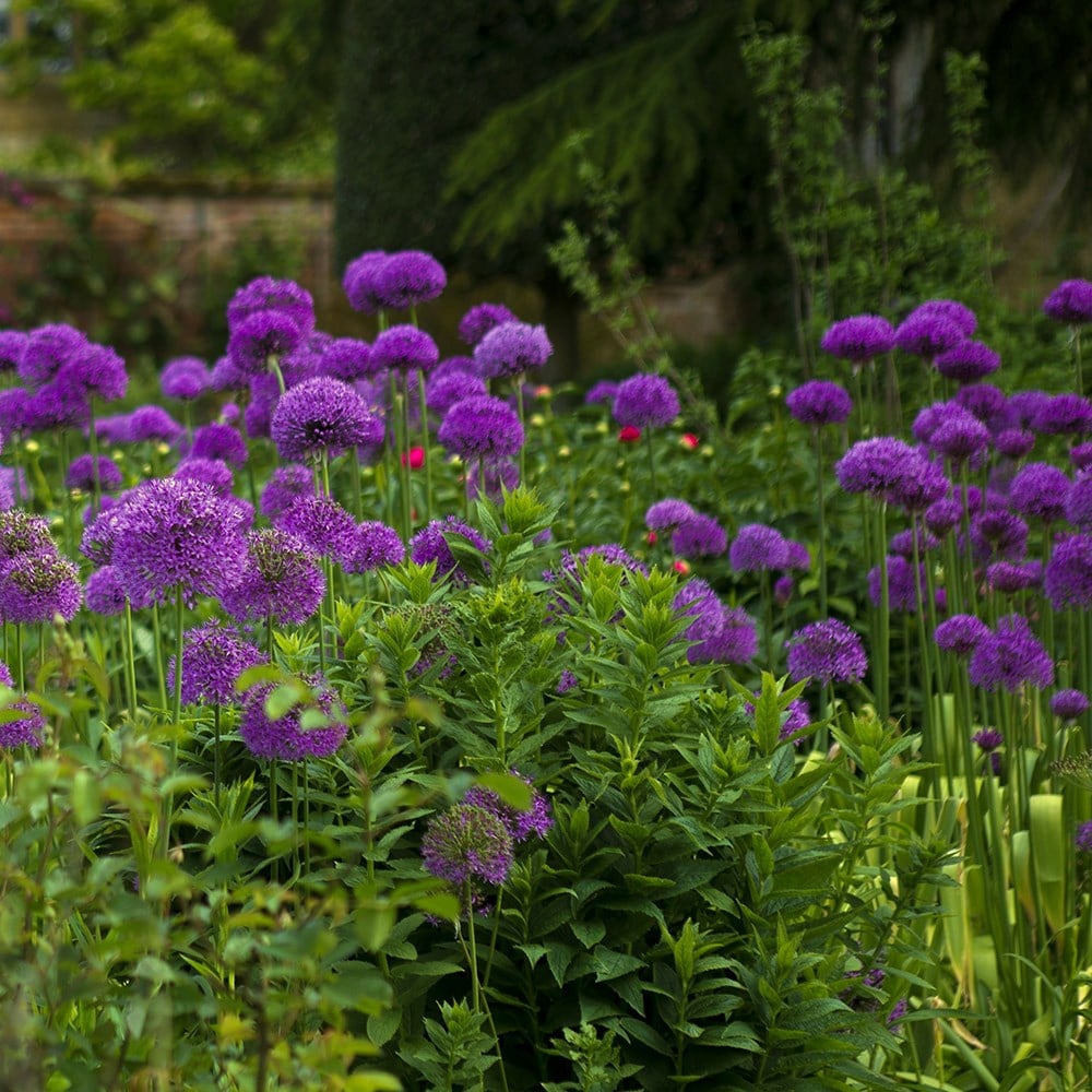 <i>Allium hollandicum</i> 'Purple Sensation'