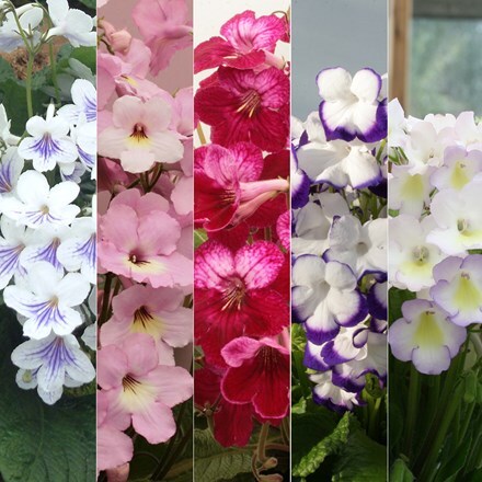 Picture of Streptocarpus collection