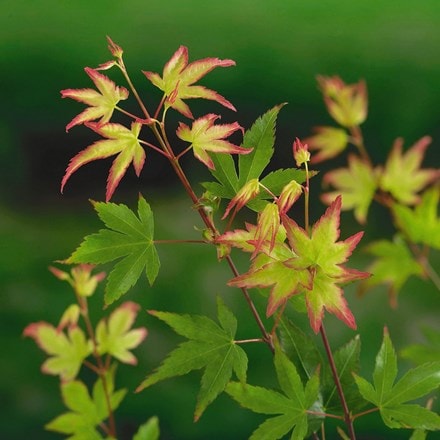 Picture of Acer palmatum Chiyo-hime