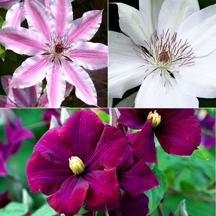 Award-winning summer flowering clematis collection