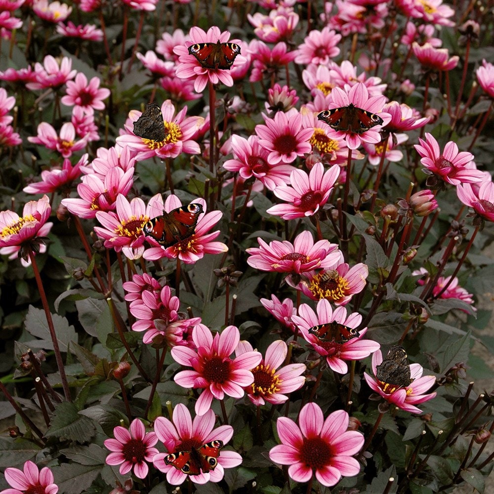 Product options image