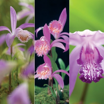 Outdoor orchid collection
