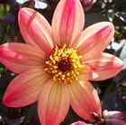 Buy single-flowered dahlia tuber Dahlia Star Wars ('Vdtg14') (PBR