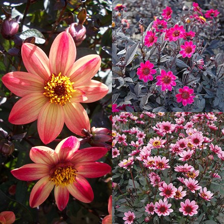 Picture of Blockbuster Dahlias for bees, butterflies and pots