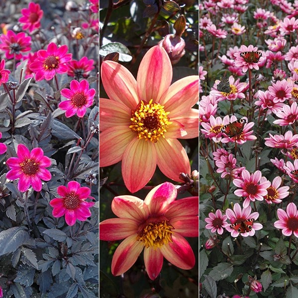 Blockbuster Dahlias for bees, butterflies and pots