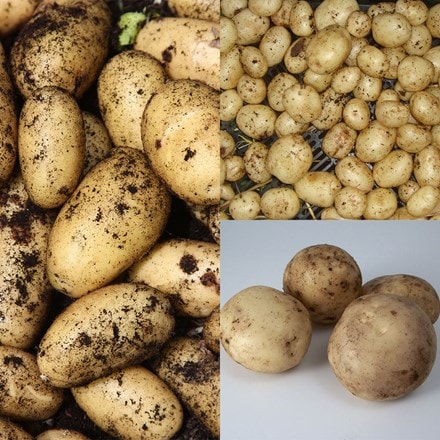Autumn and Christmas potatoes