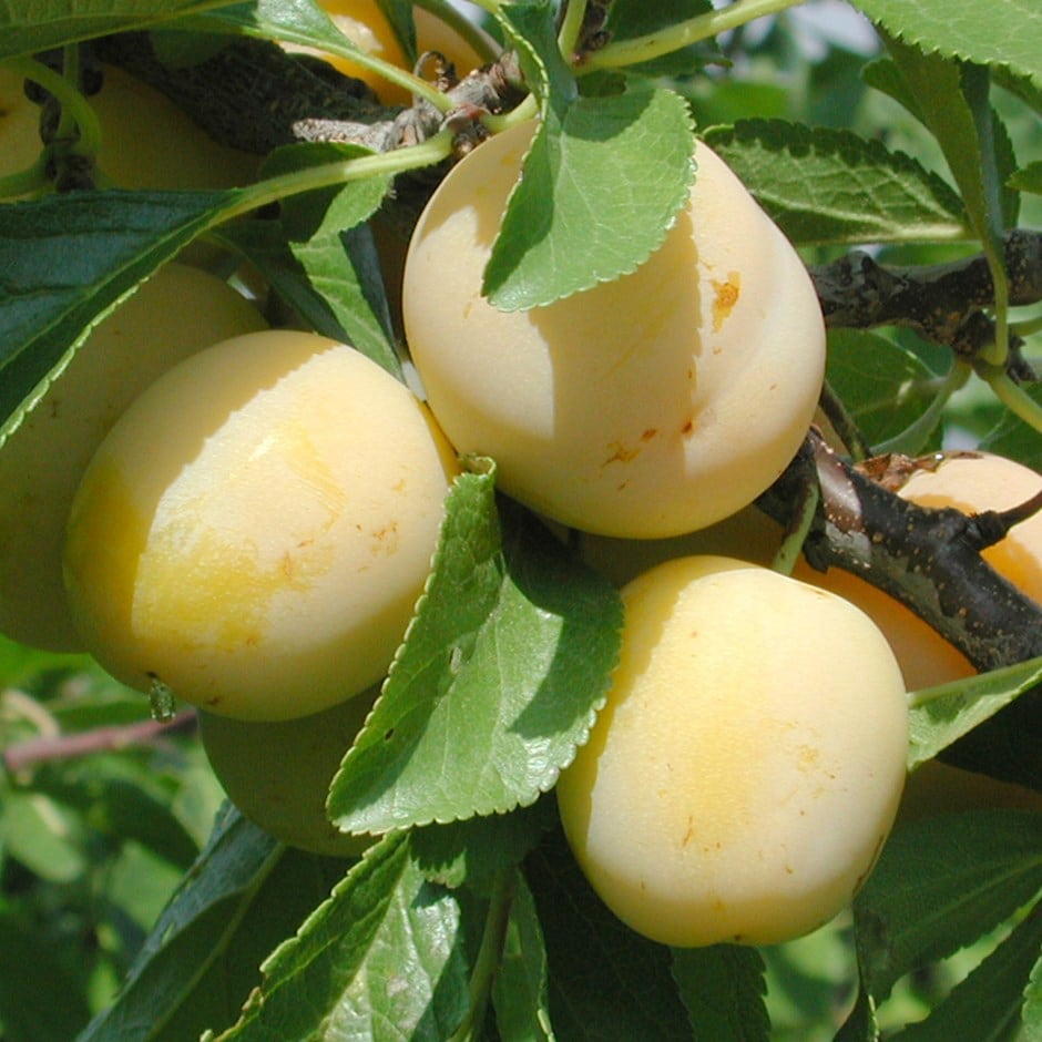 gage or Prunus domestica 'Oullins Gage'
