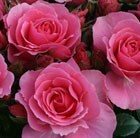 Buy Rose of the Year 2013 rose You're Beautiful (floribunda) Rosa You ...