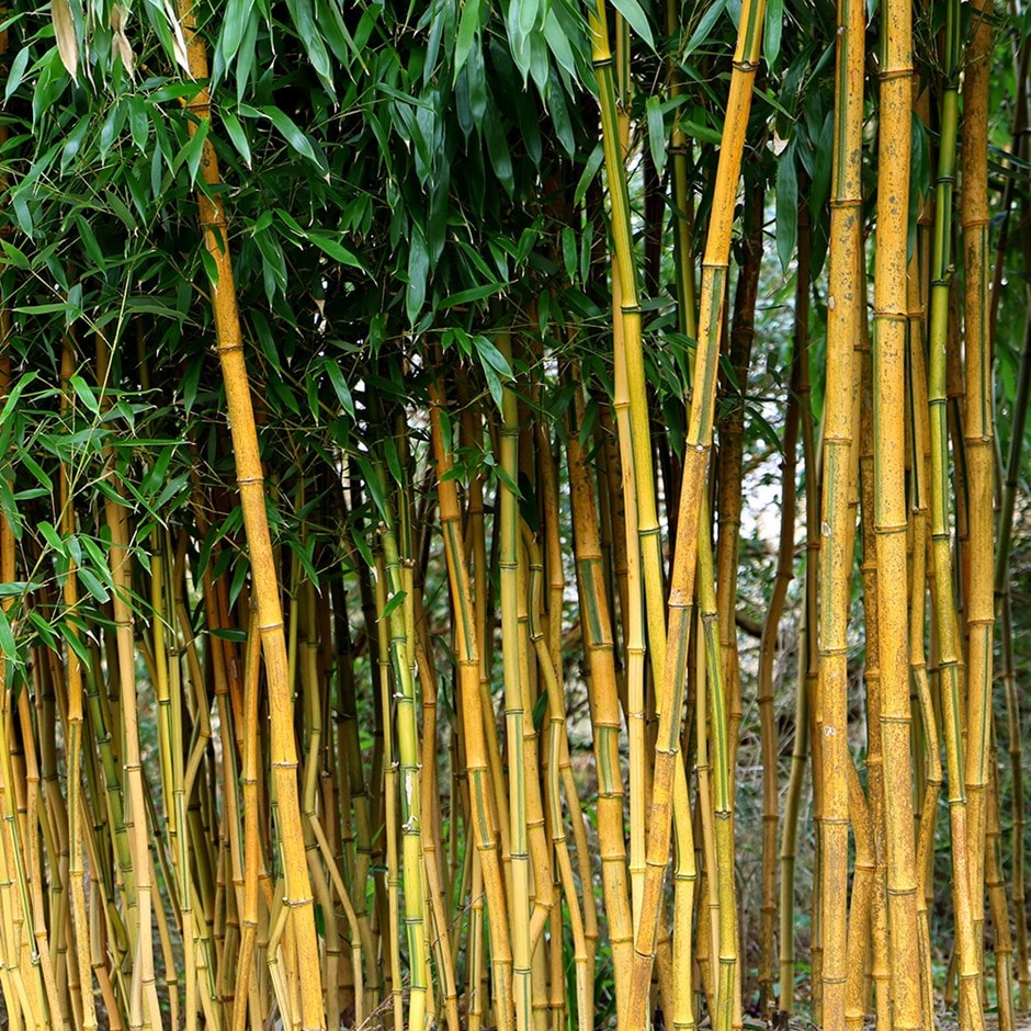 Buy showy yellow-groove bamboo Phyllostachys aureosulcata ...