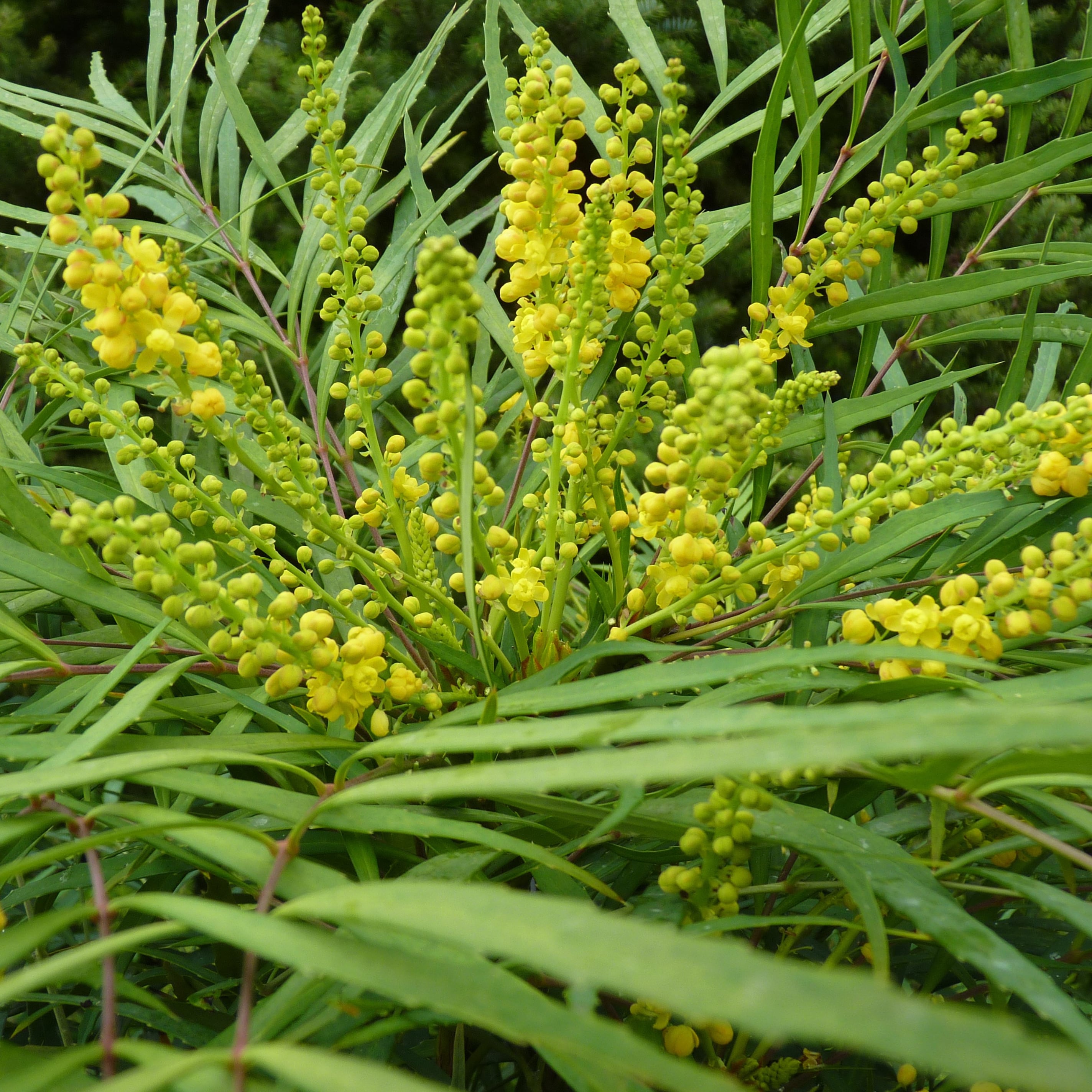 <i> Mahonia eurybracteata </i> subsp. <i>ganpinensis</i> 'Soft Caress' (PBR)