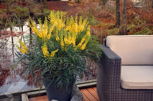 Buy RHS Chelsea Flower Show Plant of the Year 2013 Mahonia 
