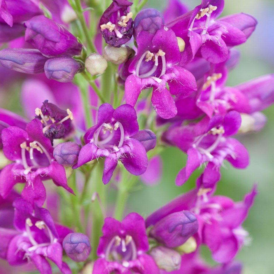 Buy beard tongue Penstemon Purple Riding Hood (PBR) (Riding Hood Series