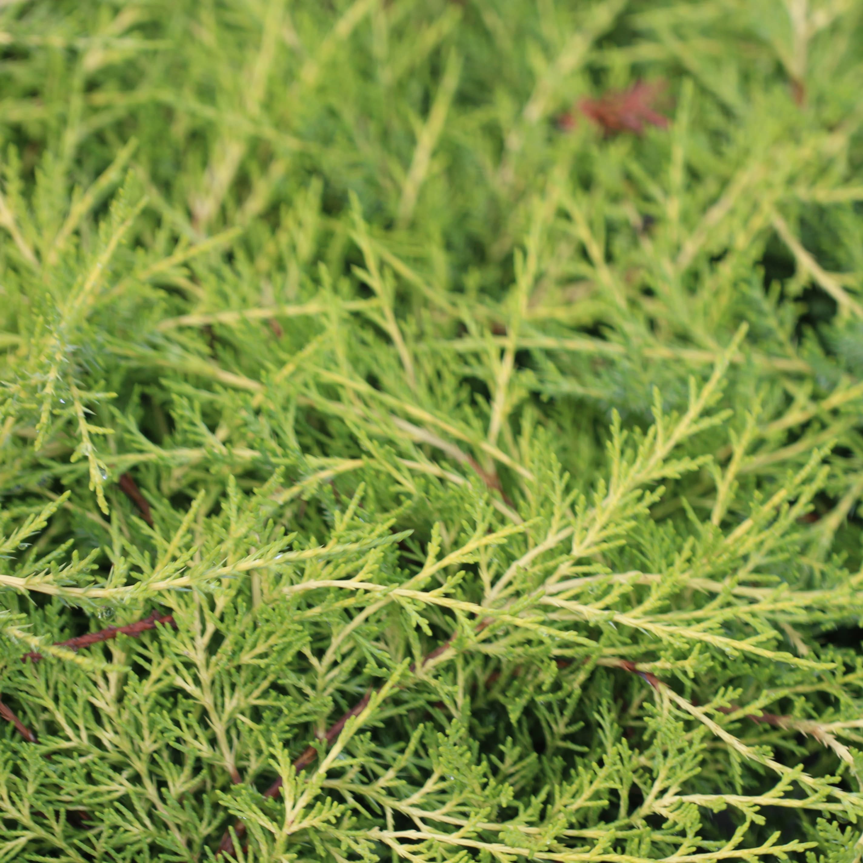 Product options image