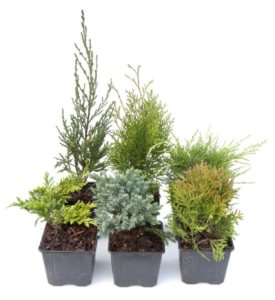 Award-winning conifer collection