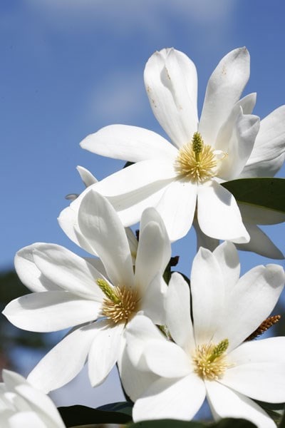 <i>Magnolia</i> <b class=small-caps>Fairy Magnolia White</b> ('Micjur05') (PBR)