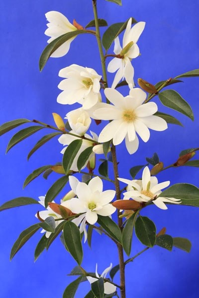 <i>Magnolia</i> <b class=small-caps>Fairy Magnolia White</b> ('Micjur05') (PBR)