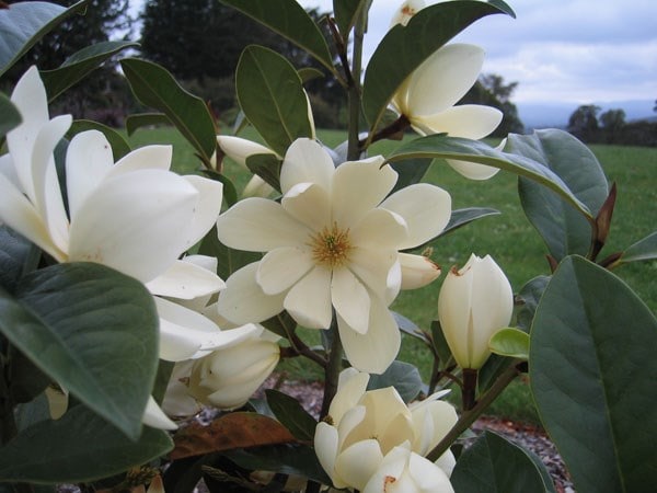 <I>Magnolia</i> <b class=small-caps>Fairy Magnolia Cream</b> ('MicJur02') (PBR)