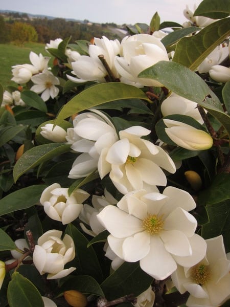 <I>Magnolia</i> <b class=small-caps>Fairy Magnolia Cream</b> ('MicJur02') (PBR)