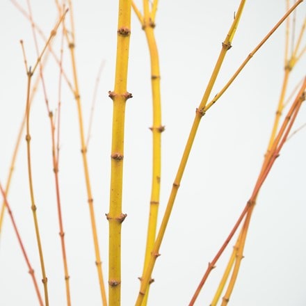 Picture of Acer palmatum Bi Ho