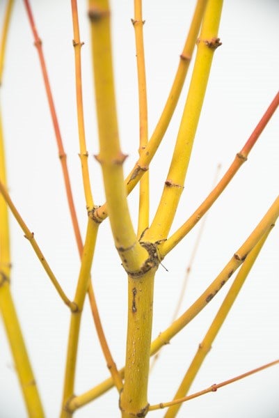 <i>Acer palmatum</i> 'Bi Hō'