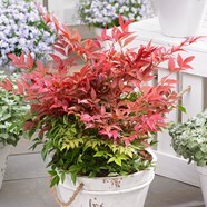 Buy Heavenly Bamboo Nandina Domestica Obsessed Seika PBR 19 99 