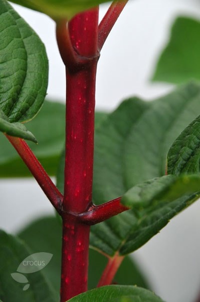 <i> Hydrangea paniculata</i> 'Wim's Red' (PBR)