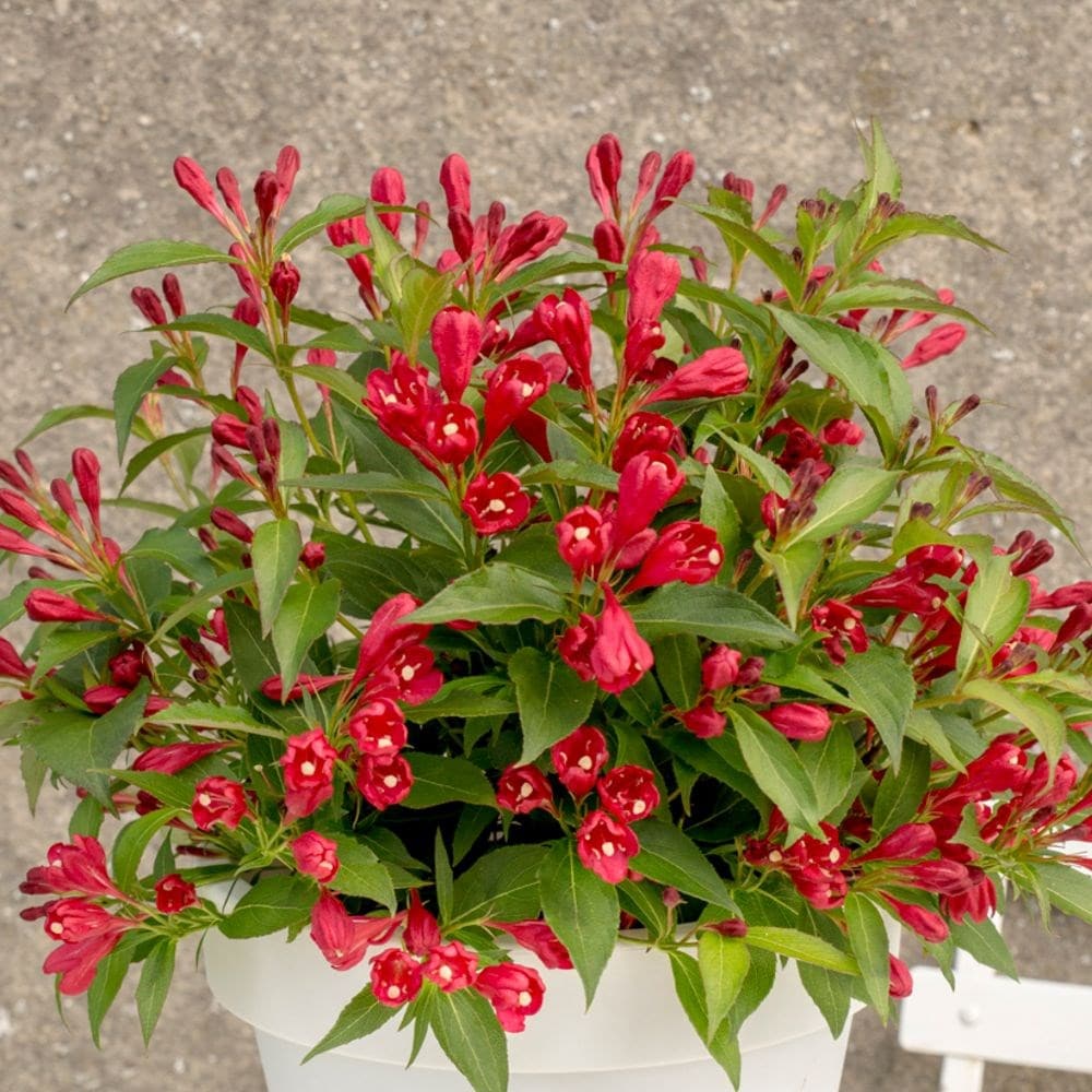 Buy Weigela Or Weigelia Weigela 'All Summer Red ('Slingco1') (PBR) (All ...