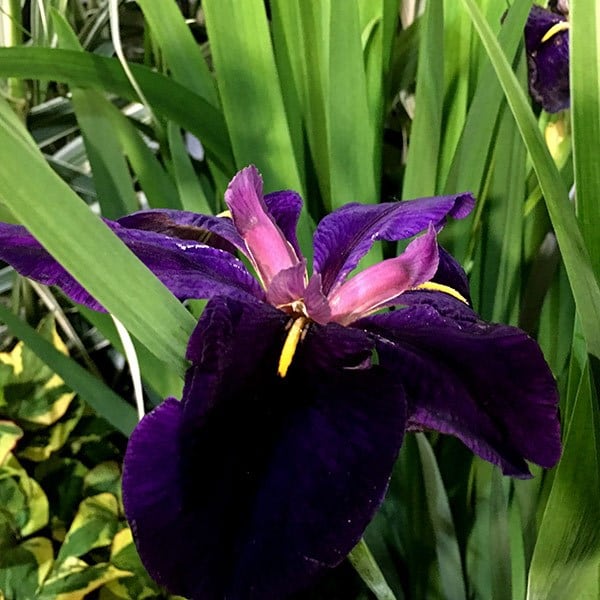 <i>Iris</i> 'Black Gamecock'