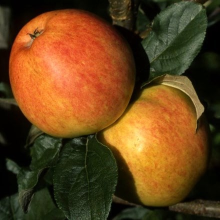 apple Bardsey